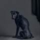 Illustration for article titled Portraits of abandoned dogs before being put down at a shelter